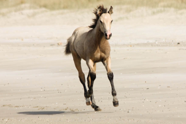 Sparkling Acres Stud - Mighty Luminous x Taringa.jpg